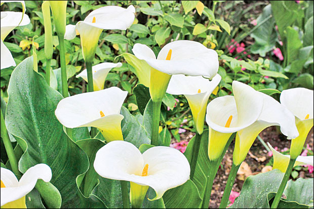 Дупла зарада од кала