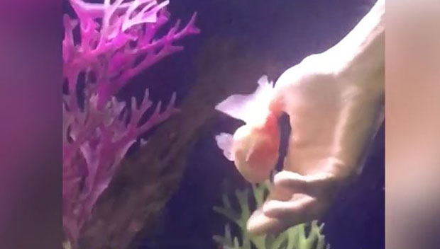 ВИДЕО: Златна рибица инвалид добила „колица“