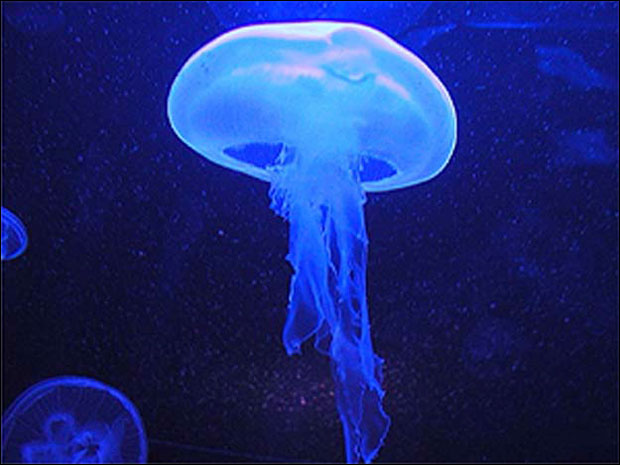 ЧУДА ПРИРОДЕ: Ове животиње су бесмртне!