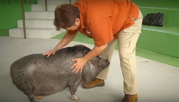 Вијетнамска домаћа свиња реагује на команде на шпанском и енглеском језику (ВИДЕО)