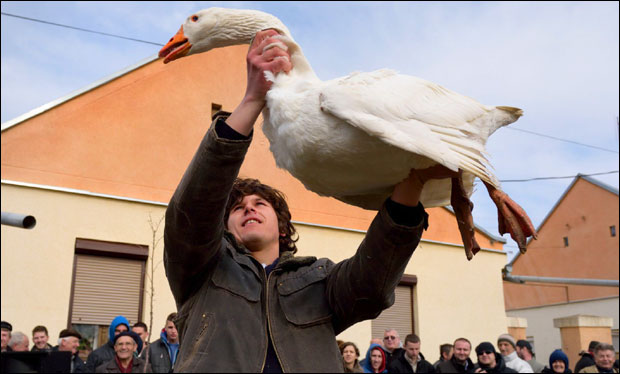 Војвођанске приче: Мегдан белих мускетара