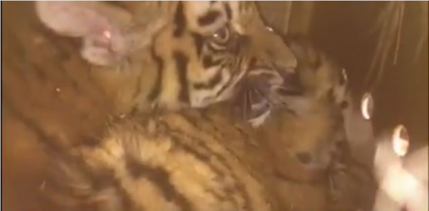 ВИДЕО: Кутија са младунцима Сибирског тигра стајала на аеродрому седам дана