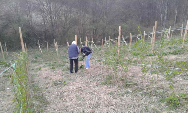 Малинари шокирани ценом од 100 динара