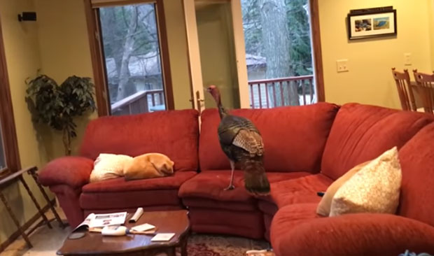 Вратили се с одмора, затекли разбијен прозор и - неочекиваног провалника! (ВИДЕО) 
