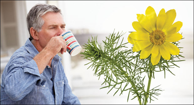 Гороцвет прија срцу