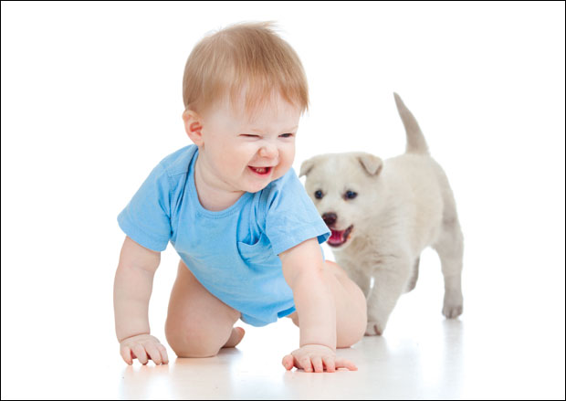 Која раса пса је најбоља за малишане?