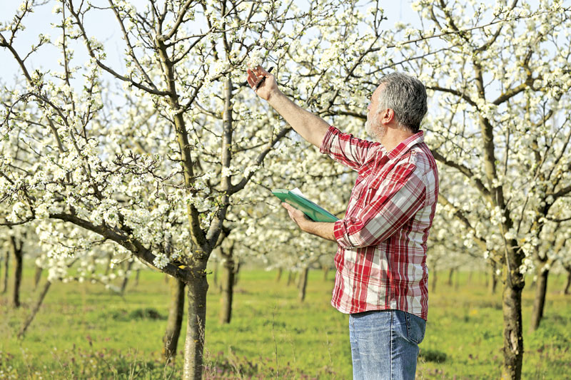 Воћка цвета, биће плода