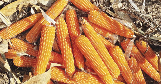 Када зрно кокичара лако експлодира