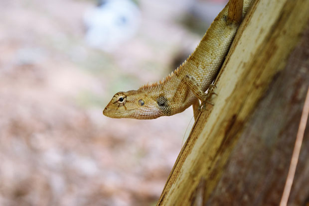 Туристи са одмора случајно донели тропског гуштера