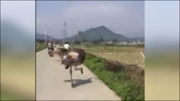 ВИДЕО: Ној побегао из дворишта и направио хаос на путу