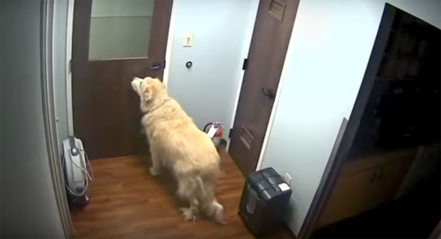 Пас отворио више врата и побегао из болнице (ВИДЕО) 
