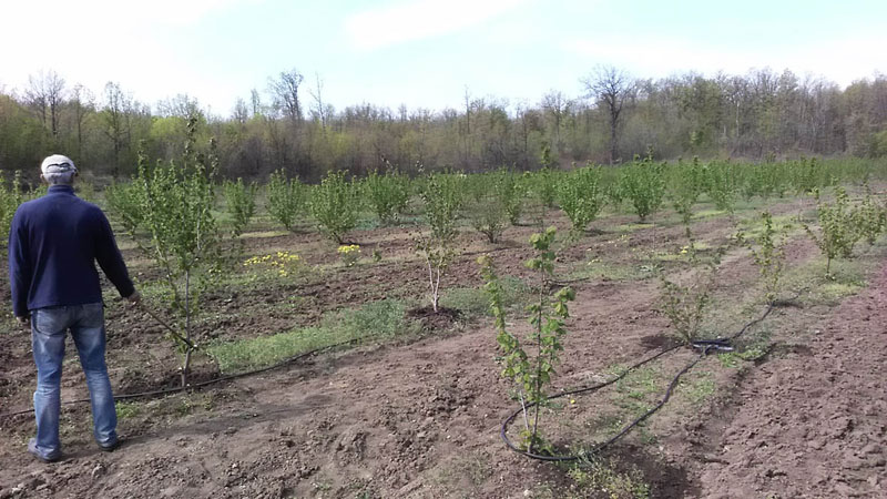 Комшији ишчупао лешнике из корена