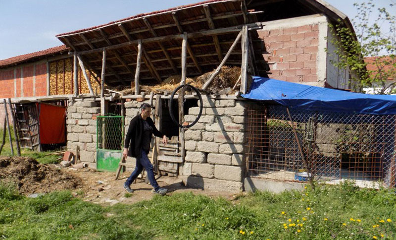 Питбул заклао старицу