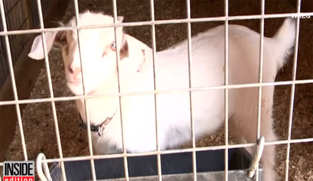 Кућни љубимац коза спасила целу породицу сигурне смрти