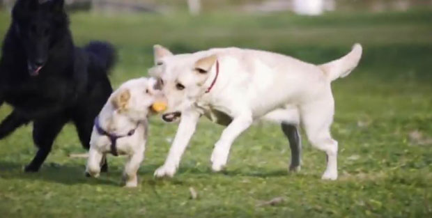 42.епизода Pet Friendly:  Да ли је добро да вашег пса храните искључиво са месом?