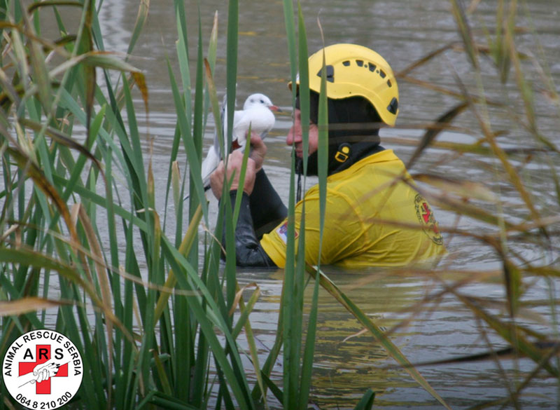 АRS организује обуку за спасиоце животиња