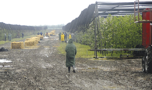 Малине и јагоде највише страдале