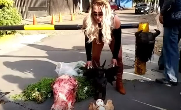 ВИДЕО: Вештица свињском и говеђом главом скида клетву са фудбалског тима
