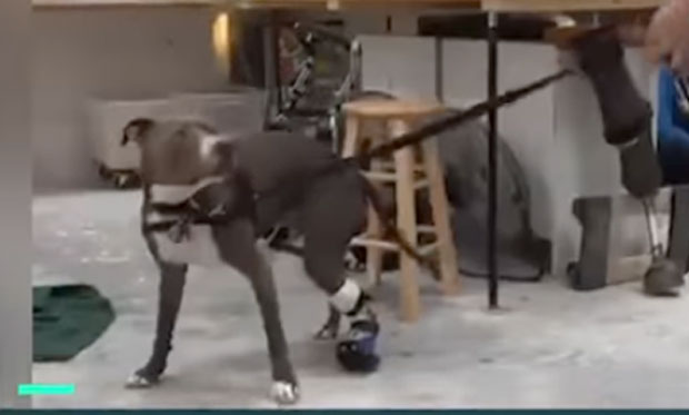 Ортопедско помагало злостављаном псу шанса за други живот (ВИДЕО)