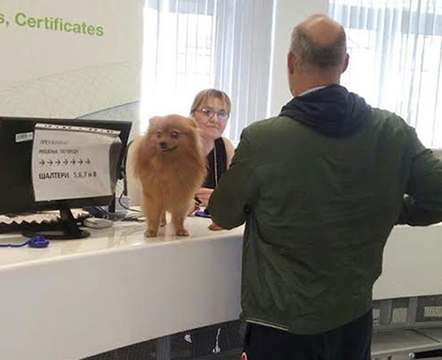 Са псом свуда осим у апотеку