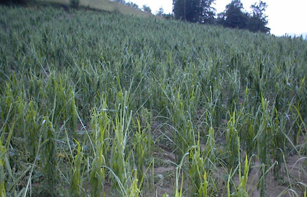 АПЕЛ НАДЛЕЖНИМА: Мењајте закон, па да купимо ракете