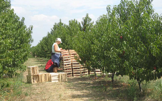 Све што роди, иде у Русију