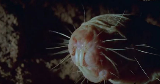 РУЖНИ И ИЗДРЖЉИВИ: Пацови који живе без кисеоника и не осећају бол