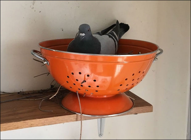 Голубица направила гнездо у цедиљки за резанце