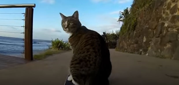 НЕВЕРОВАТНО: Мачка сурфује и прескаче псе док вози скејт (ВИДЕО)