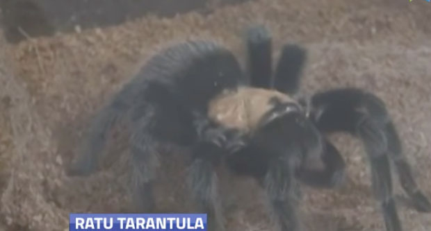 “Краљица тарантула” дели дом са 1.500 паукова (ВИДЕО)