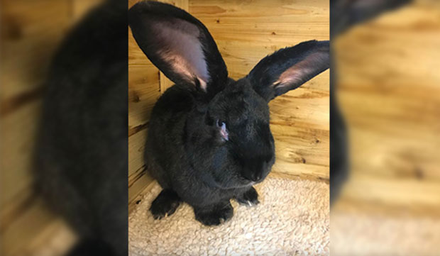 Нови инцидент Јунајтед ерлајнса - овог пута због зеца