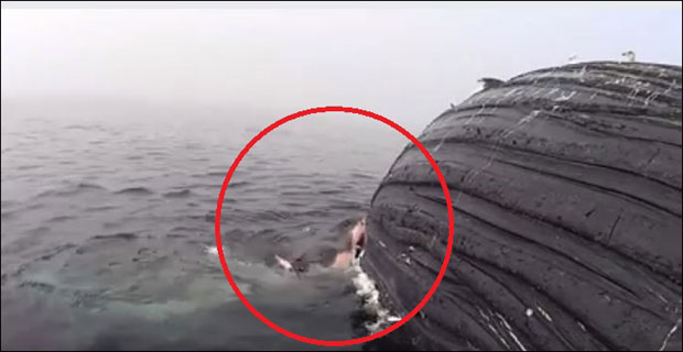 OКРШАЈ ЗВЕРИ: Кад ајкула једе кита (ВИДЕО)