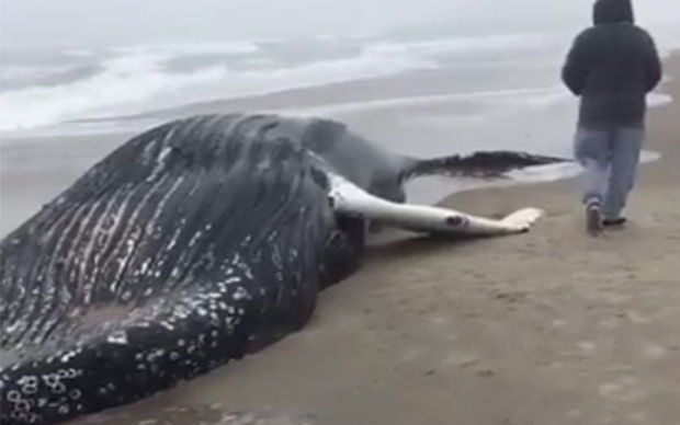 МИСТЕРИЈА: Нико не зна зашто умиру китови (ВИДЕО)