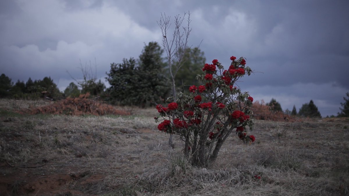 Филм Марка Грбе Синга награђен у Ниону