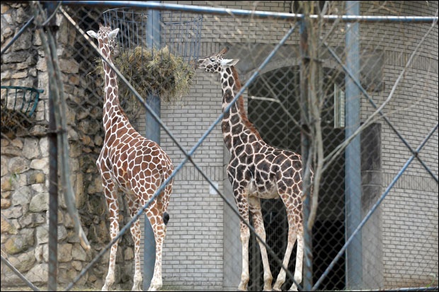 Муја, Жозефина, Мирка и Живка - необичне приче из Бео зоо врта