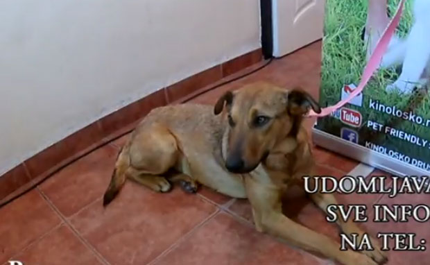 43 ЕПИЗОДА PET FRIENDLY: Удомљавамо Сунчицу 