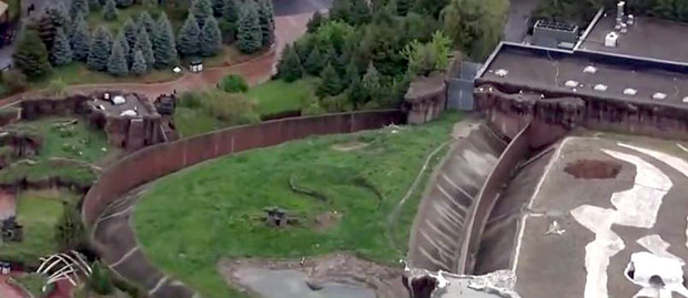 ВИДЕО: Дивљи којот ушетао у зоолошки врт у Детроиту
