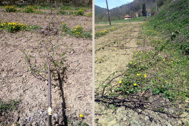 Шљиве преживеле мраз, не и пакост