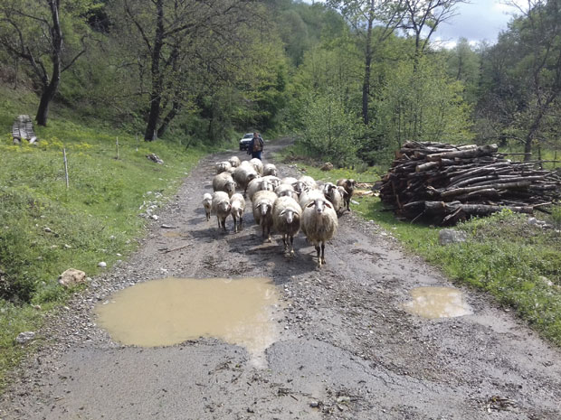 ЂАВОЛСКИ РАД: Штета од града за тугу до неба