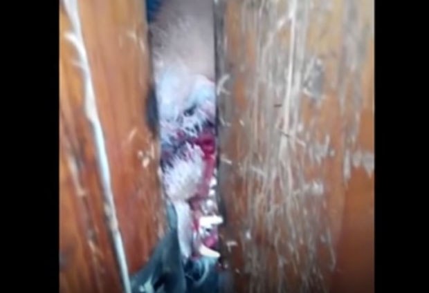 ЈЕЗИВО: Зомби лисица покушава да уђе у кућу (ВИДЕО)