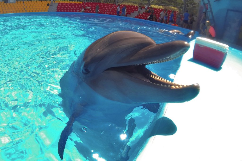 Чеченија: Кадиров гради делфинаријум у Грозном