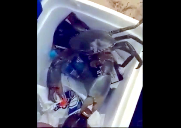 ВИДЕО: Младићу краба помогла да отвори флашу пива