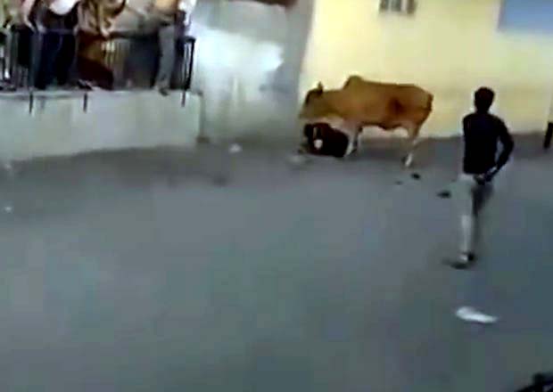 ВИДЕО: Бесна крава терорише пролазника