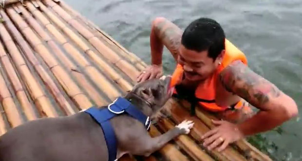 ЛЕПШЕ ЛИЦЕ ПИТБУЛ ТЕРИЈЕРА: Два пса спасавају власника од “дављења” (ВИДЕО)