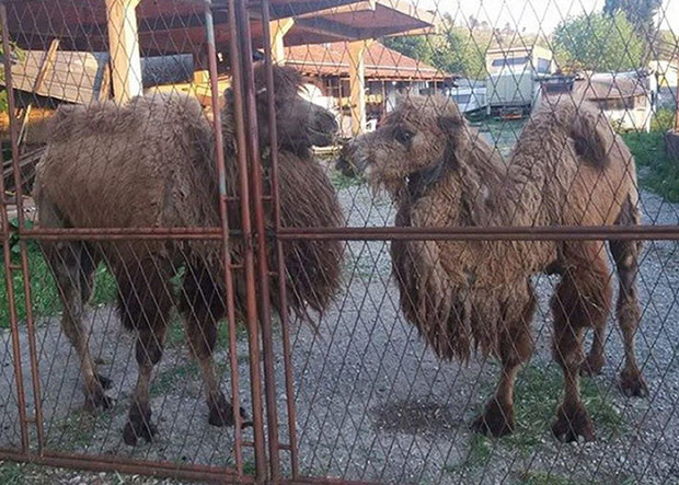 ПОСЛЕ СКАНДАЛА У ЦРНОЈ ГОРИ: Јагодинци спасавају камиле из италијанског циркуса
