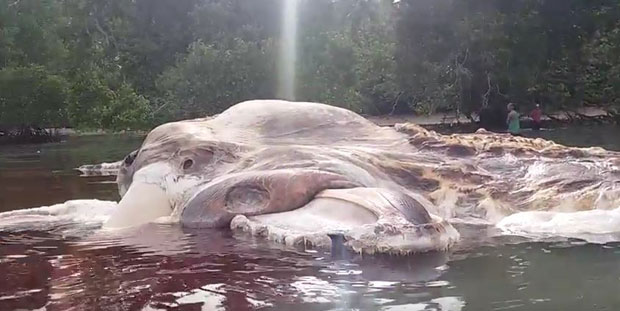 ЛИГЊА „НА СТЕРОИДИМА“ ИЛИ САМО КИТ: На обали се појавио леш непознатог морског чудовишта (ВИДЕО)