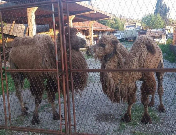 Камиле спремне за повратак у циркус!