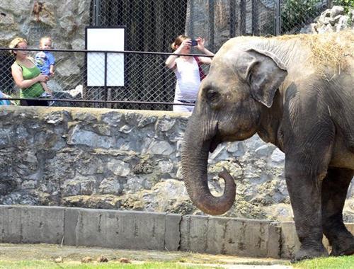 Чешка: Жену тешко повредио слон у циркусу
