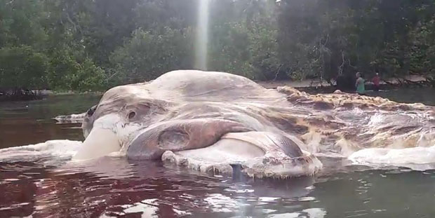 РЕШЕНА МИСТЕРИЈА: Откривено шта је џиновско чудовиште пронађено на плажи