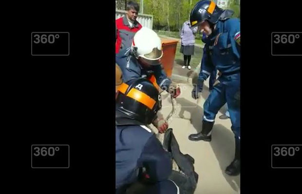 УРБАНА ЏУНГЛА: Пронађен 10 метара дуг питон на улици